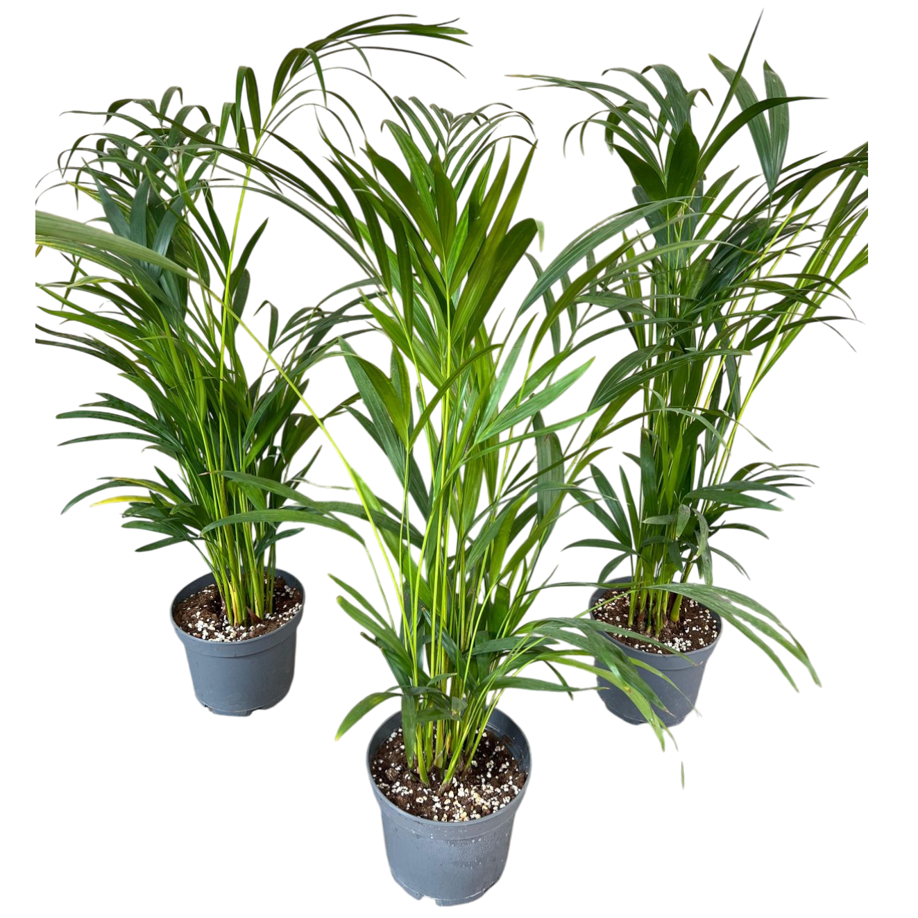 Սեն․բույս Համեդորեա 85 սմ 4seasons garden