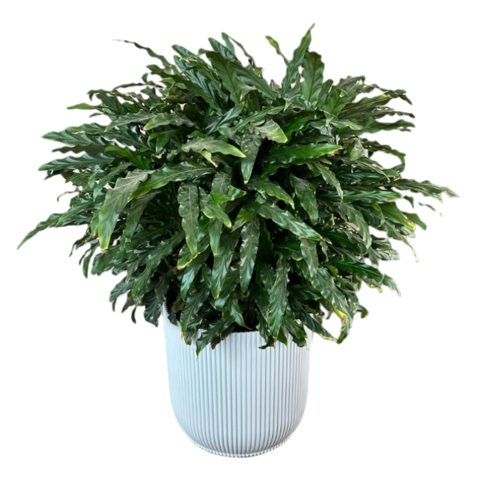 Սեն․բույս  կալատեա 65սմ 4seasons garden