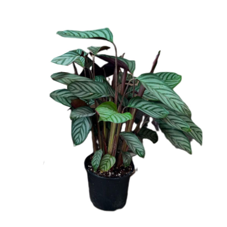 Սեն․բույս Կալատեա 150սմ 4seasons garden