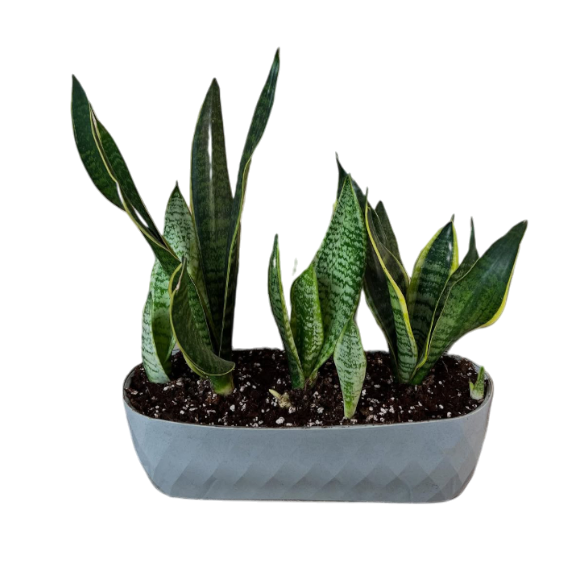 Սեն․բույս  սանսևիերա 40սմ 4seasons garden