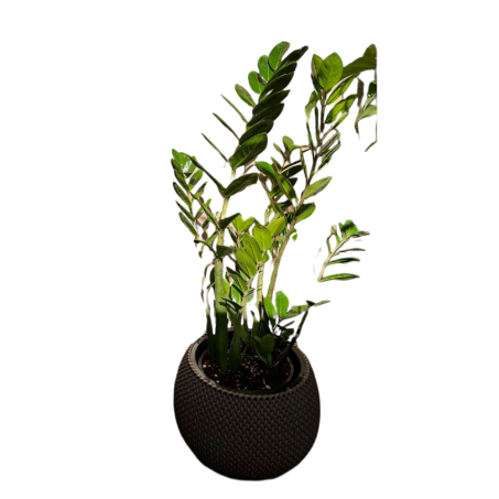 Սեն․բույս զամիոկուլկաս 80սմ 4 seasons garden