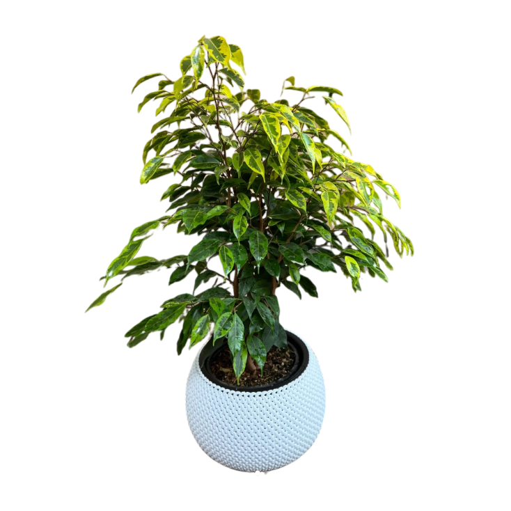 Սեն․բույս բենջամին 4seasons garden 