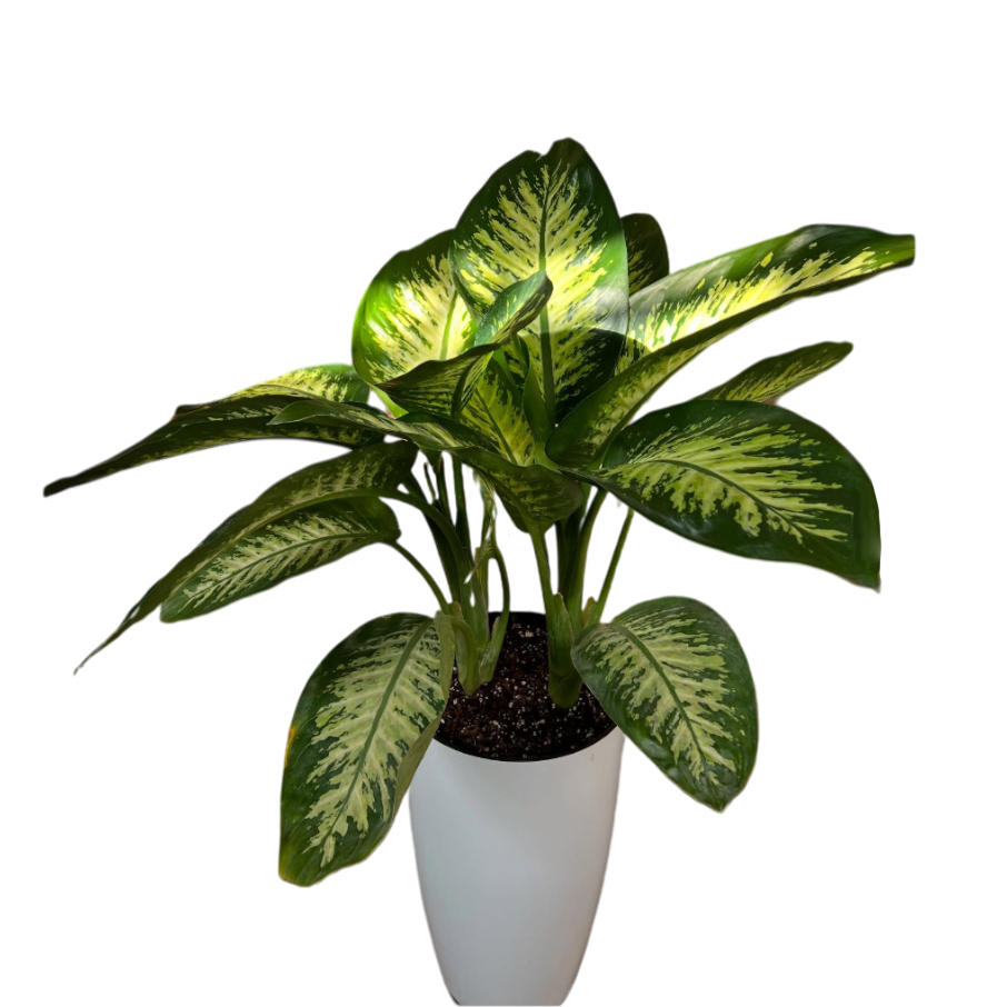 Սեն․բույս դիֆենբախիա 75 սմ 4seasons garden 