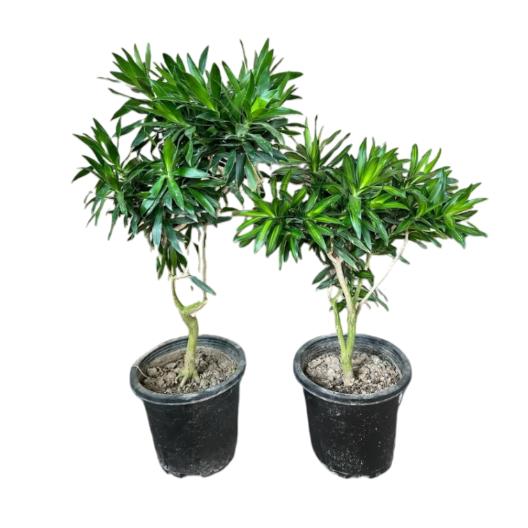 Սեն․բույս դրացենա 120սմ 4seasons garden