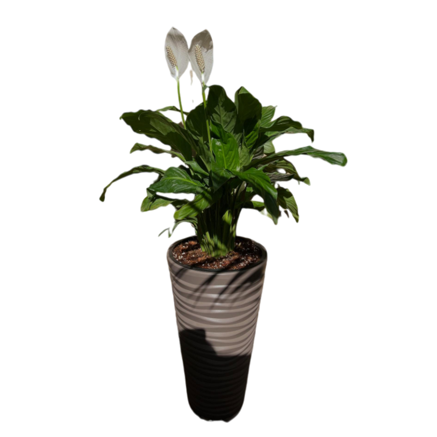 Սեն․բույս  սպատիֆիլիում 90սմ 4seasons garden