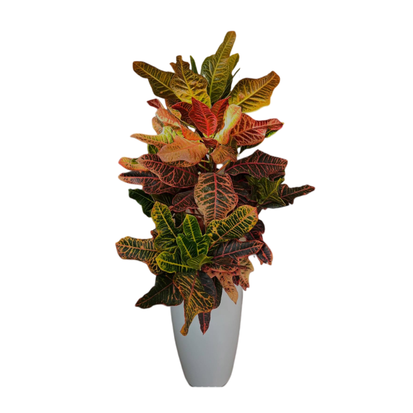 Սեն․բույս քրոտոն 90 սմ 4seasons garden 