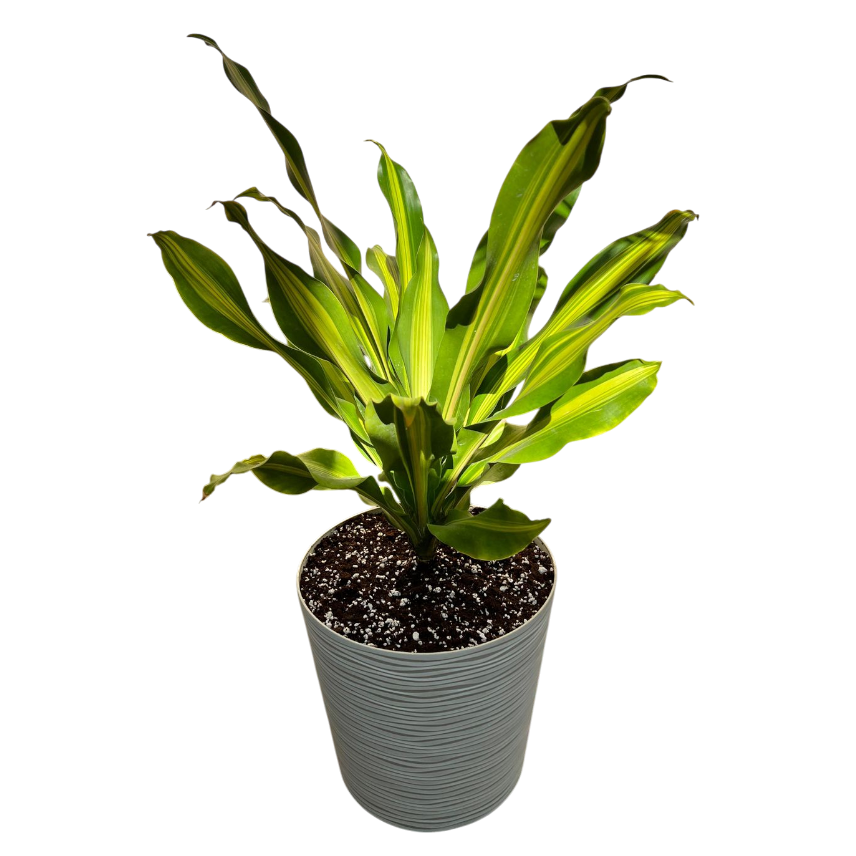 Սեն․բույս Դրացենա 80սմ 4seasons garden