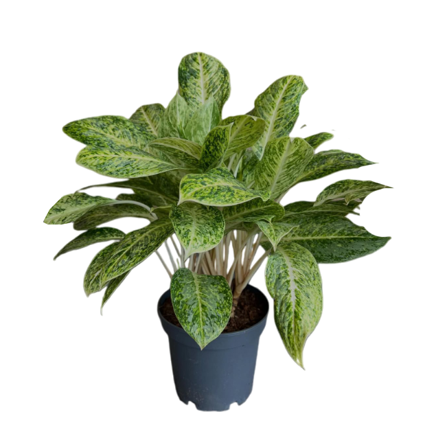 Սեն․բույս ագլաոնեմա 4seasons garden