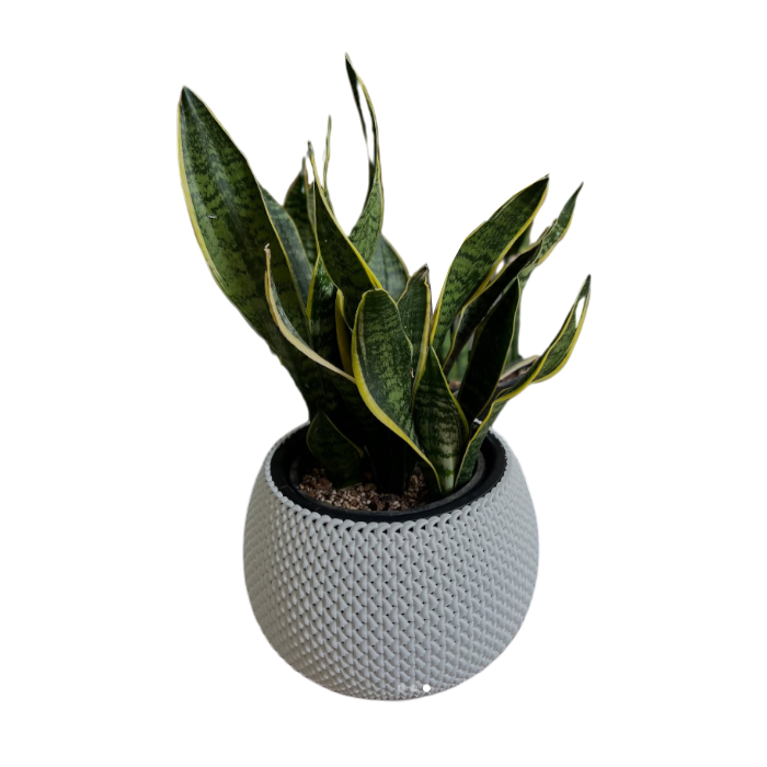 Սեն․բույս սանսևիերա 40սմ 4 seasons garden