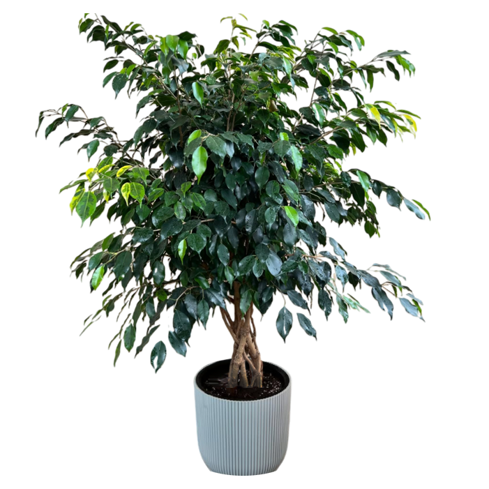 Սեն․բույս Հյուսած բենջամին 150սմ 4seasons garden