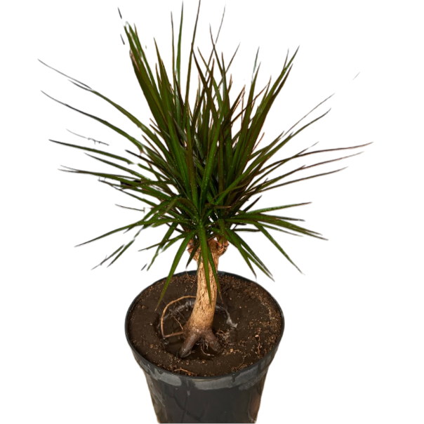 Սեն․բույս սանսևիերիա 115սմ 4seasons garden