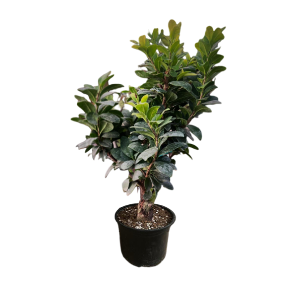 Սեն․բույս Բոնսայ 55 սմ 4seasons garden 