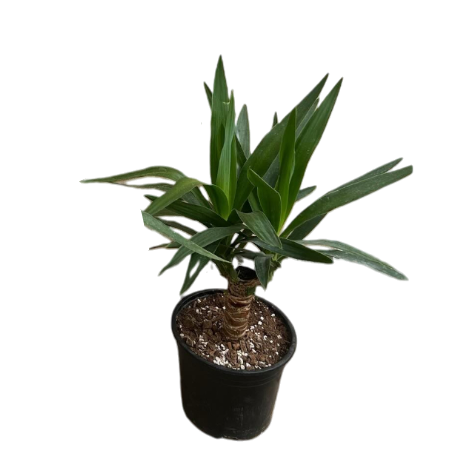 Սեն․բույս ագլաոնեմա 60սմ 4seasons garden