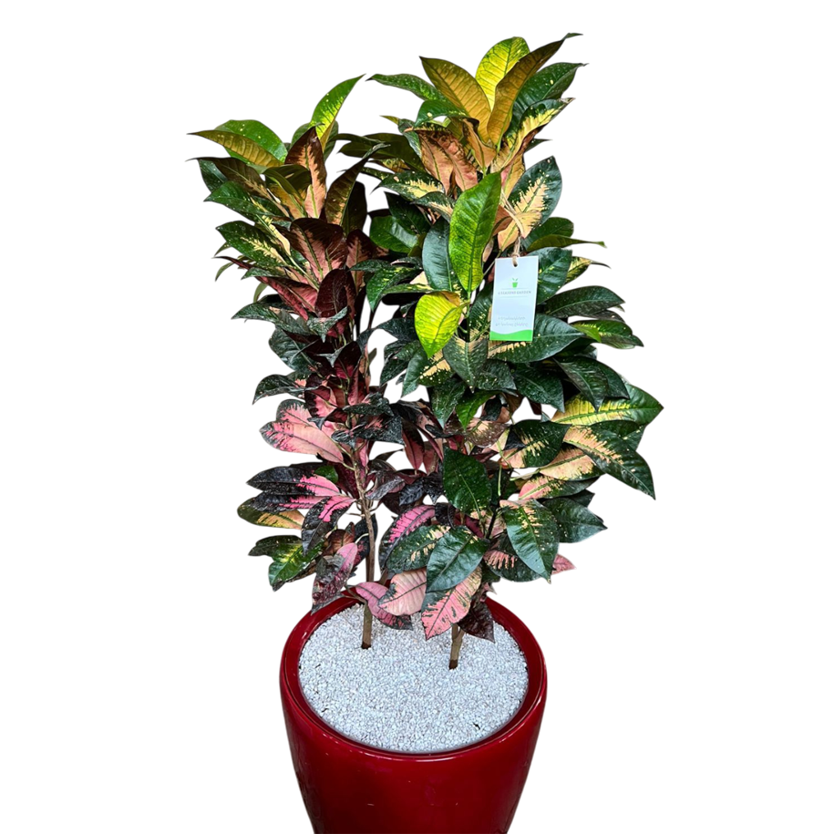 Սեն․բույս քրոտոն 130 սմ 4seasons garden 