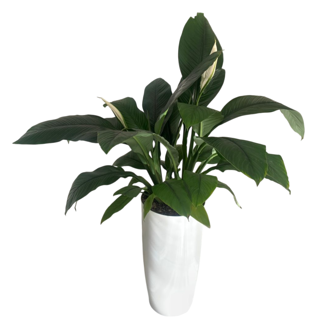 Սեն․բույս Գիգանտ սպատիֆիլիում 80սմ 4seasons garden