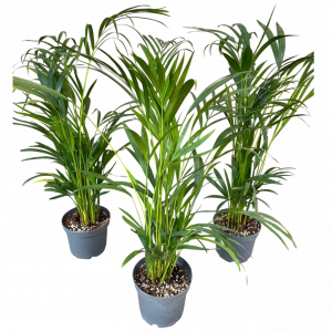 Սեն․բույս Համեդորեա 85 սմ 4seasons garden