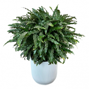 Սեն․բույս  կալատեա 65սմ 4seasons garden