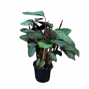 Սեն․բույս Կալատեա 150սմ 4seasons garden