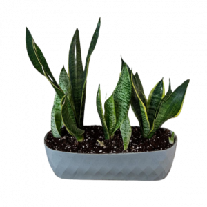 Սեն․բույս  սանսևիերա 40սմ 4seasons garden