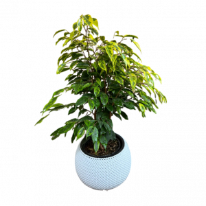 Սեն․բույս բենջամին 4seasons garden 