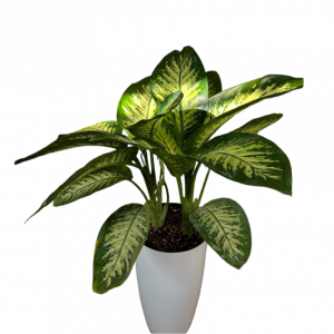 Սեն․բույս դիֆենբախիա 75 սմ 4seasons garden 