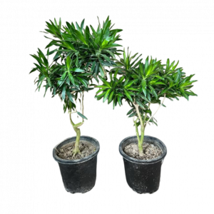 Սեն․բույս դրացենա 120սմ 4seasons garden