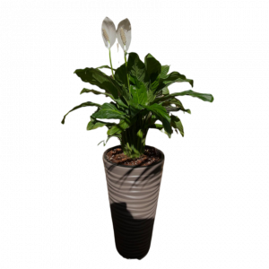 Սեն․բույս  սպատիֆիլիում 90սմ 4seasons garden