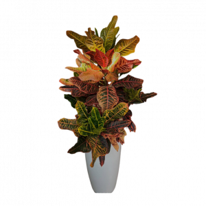 Սեն․բույս քրոտոն 90 սմ 4seasons garden 