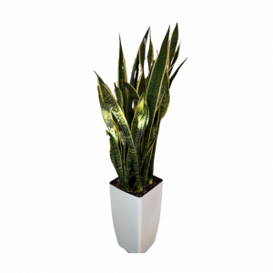 Սեն․բույս սանսևիերիա 115սմ 4seasons garden 