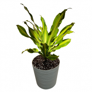 Սեն․բույս Դրացենա 80սմ 4seasons garden