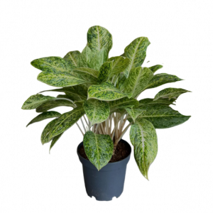 Սեն․բույս ագլաոնեմա 4seasons garden