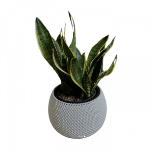 Սեն․բույս սանսևիերա 40սմ 4 seasons garden