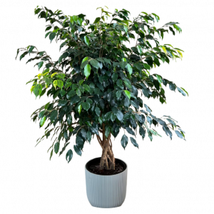 Սեն․բույս Հյուսած բենջամին 150սմ 4seasons garden