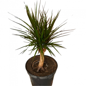 Սեն․բույս սանսևիերիա 115սմ 4seasons garden