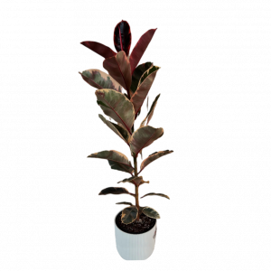 Սեն․բույս ֆիկուս 160սմ 4seasons garden 