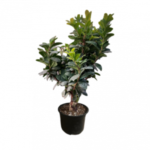 Սեն․բույս Բոնսայ 55 սմ 4seasons garden 