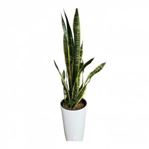 Սեն․բույս  սանսևիերա 115սմ 4seasons garden