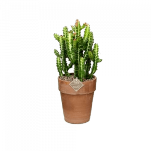 ԲՈՒՅՍ 3444