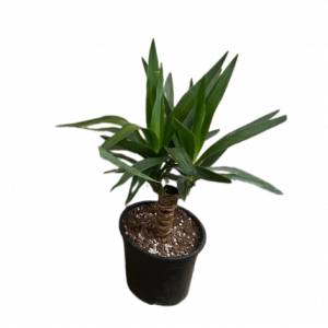 Սեն․բույս ագլաոնեմա 60սմ 4seasons garden