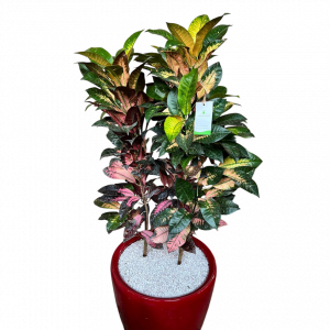 Սեն․բույս քրոտոն 130 սմ 4seasons garden 