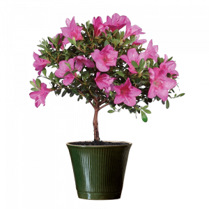 ԲՈՒՅՍ 4438