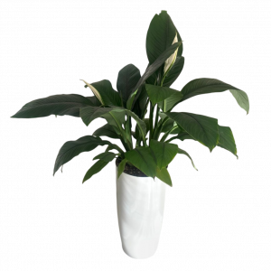 Սեն․բույս Գիգանտ սպատիֆիլիում 80սմ 4seasons garden