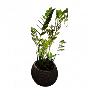 Սեն․բույս  Զամիոկուլկաս 80սմ4seasons garden